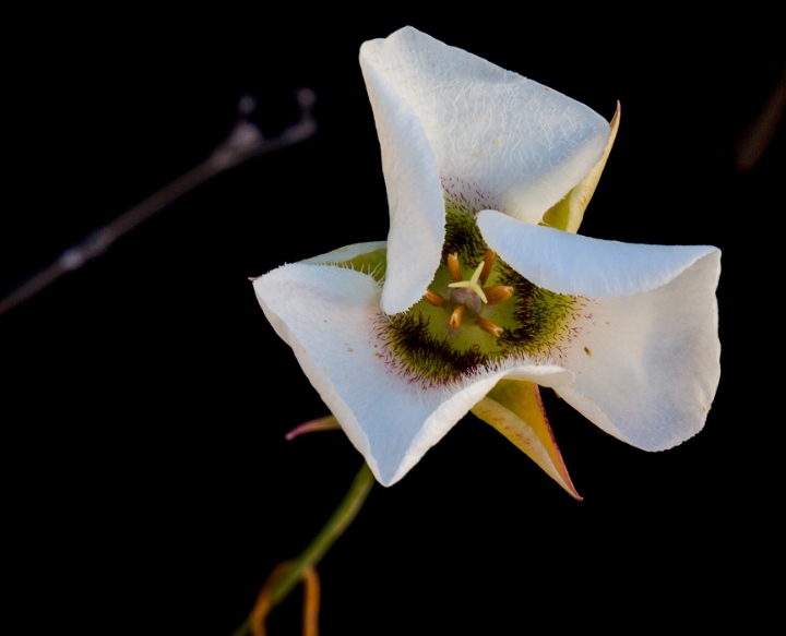 Calochortus howelii, Howell's Mariposa Lily, .jpg